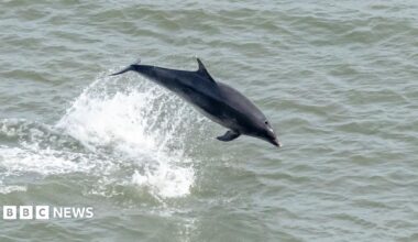 A bottle-nosed dolphin leaps out of the sea leaving a trail of white water behind