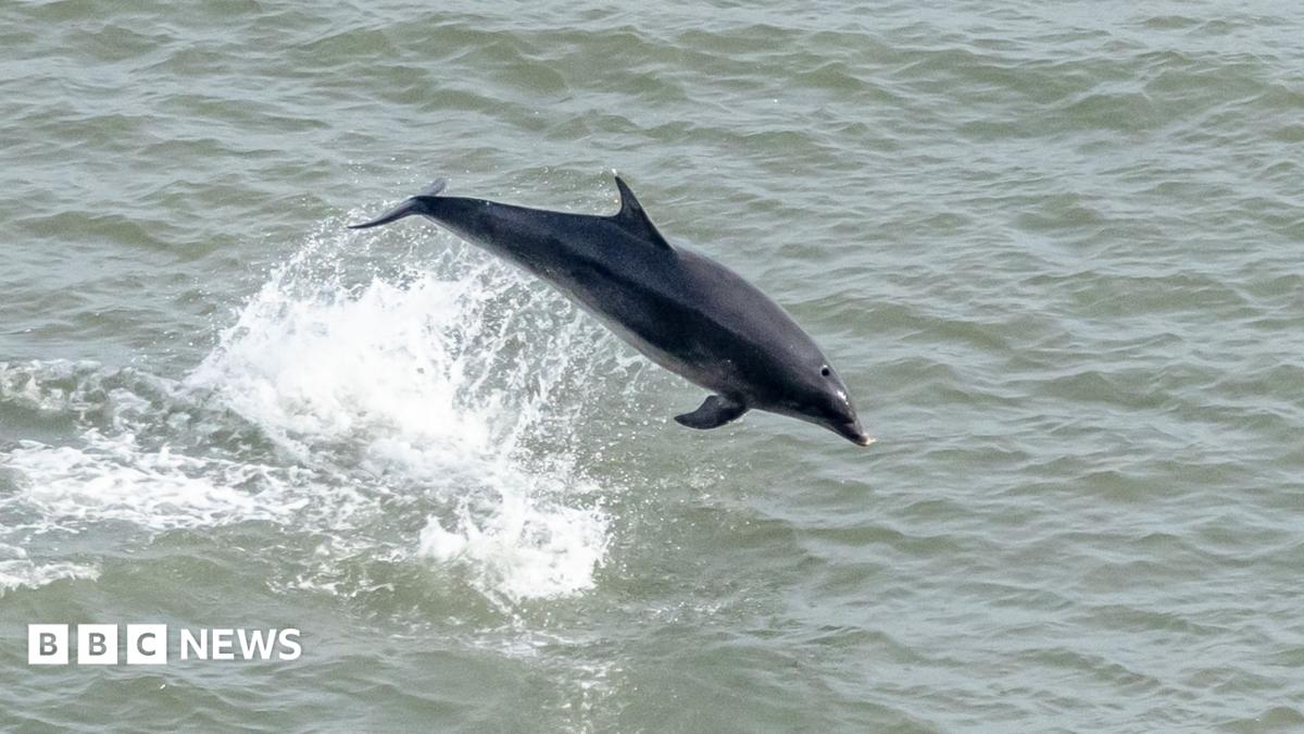 A bottle-nosed dolphin leaps out of the sea leaving a trail of white water behind