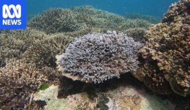Lady Elliot Island's bleached coral recovers after Cyclone Alfred cools sea temperature