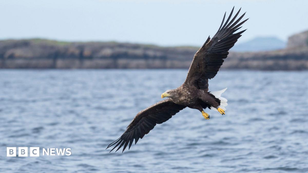 White tailed sea eagle in flight preparing to catch a fish on the Isle of Mull, Scotland.