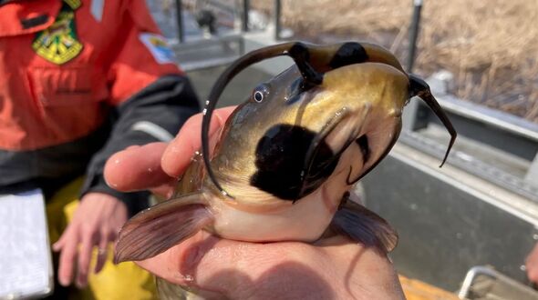A bullhead catfish with melanoma from Lake Memphremagog, Vermont. A bullhead catfish with melanoma from Lake Memphremagog, Vermont.
