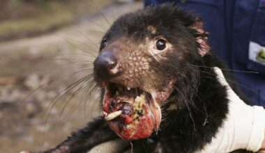 Horror as fourth contagious flesh-eating cancer killing 38k animals | World | News
