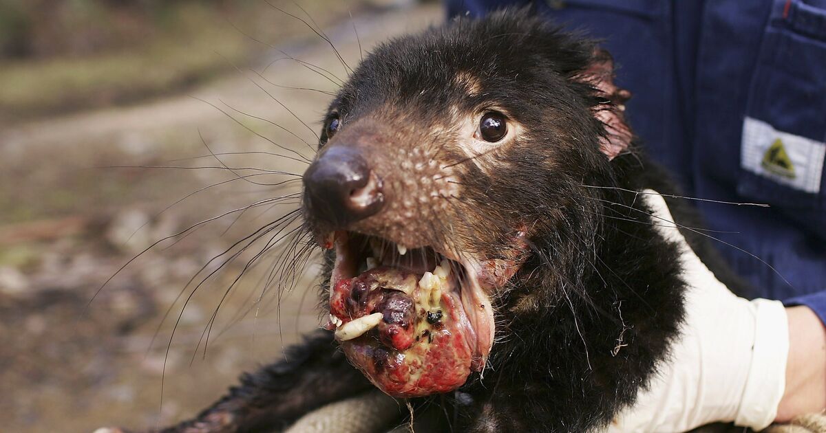 Horror as fourth contagious flesh-eating cancer killing 38k animals | World | News