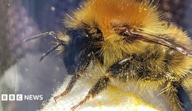 A bumblebee sat on a white tissue. Pollen from its legs is spread all over the tissue.