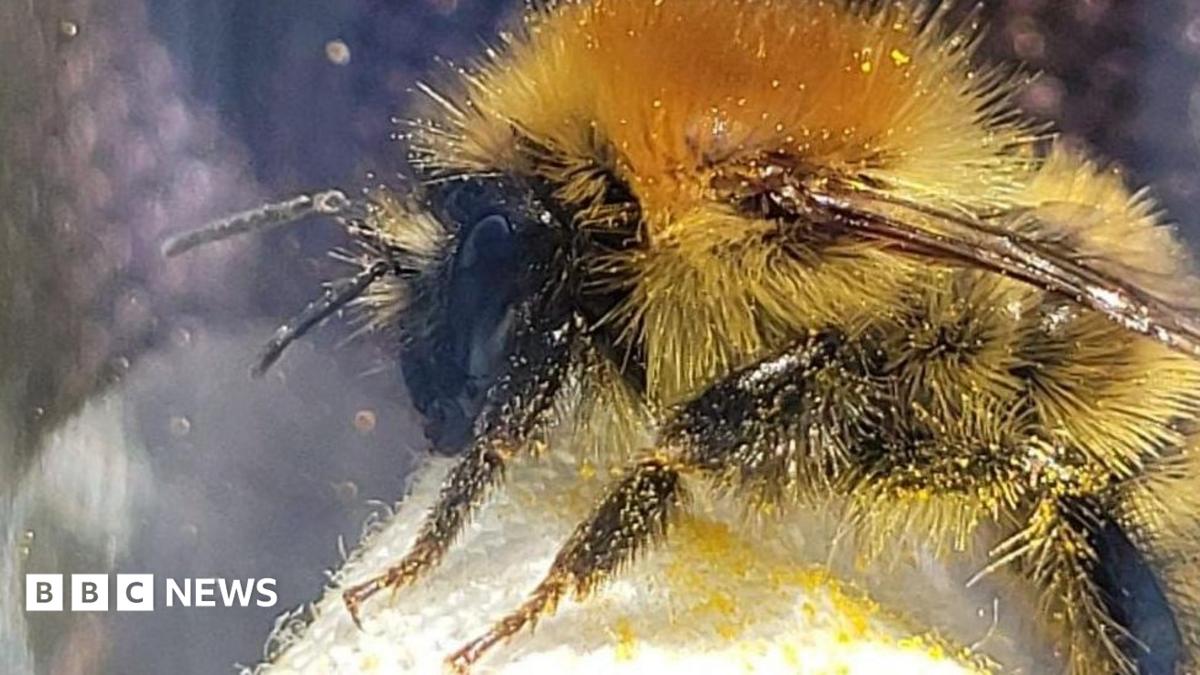A bumblebee sat on a white tissue. Pollen from its legs is spread all over the tissue.
