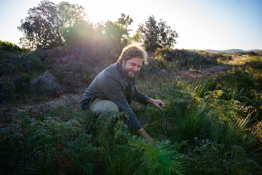 A man kneels down and puts his hand into vegetation.