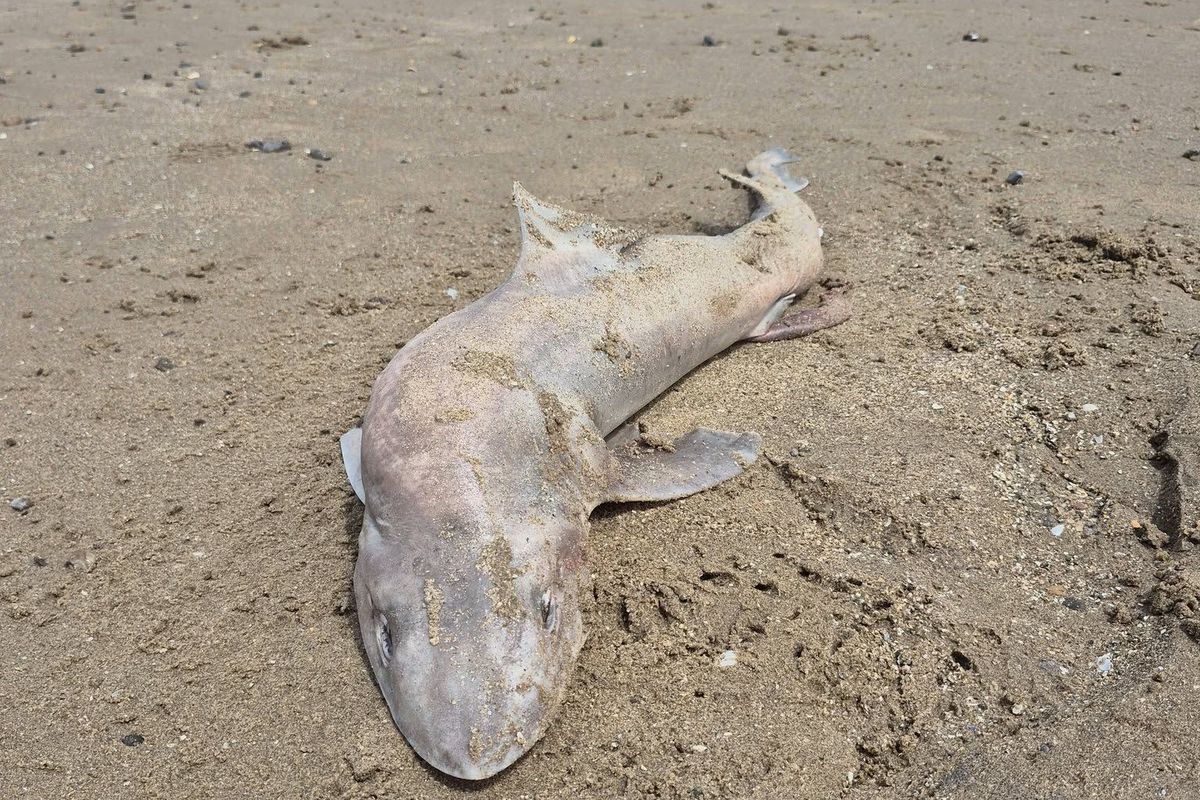 Th smooth-hound was seen by a number of beach-goers last week