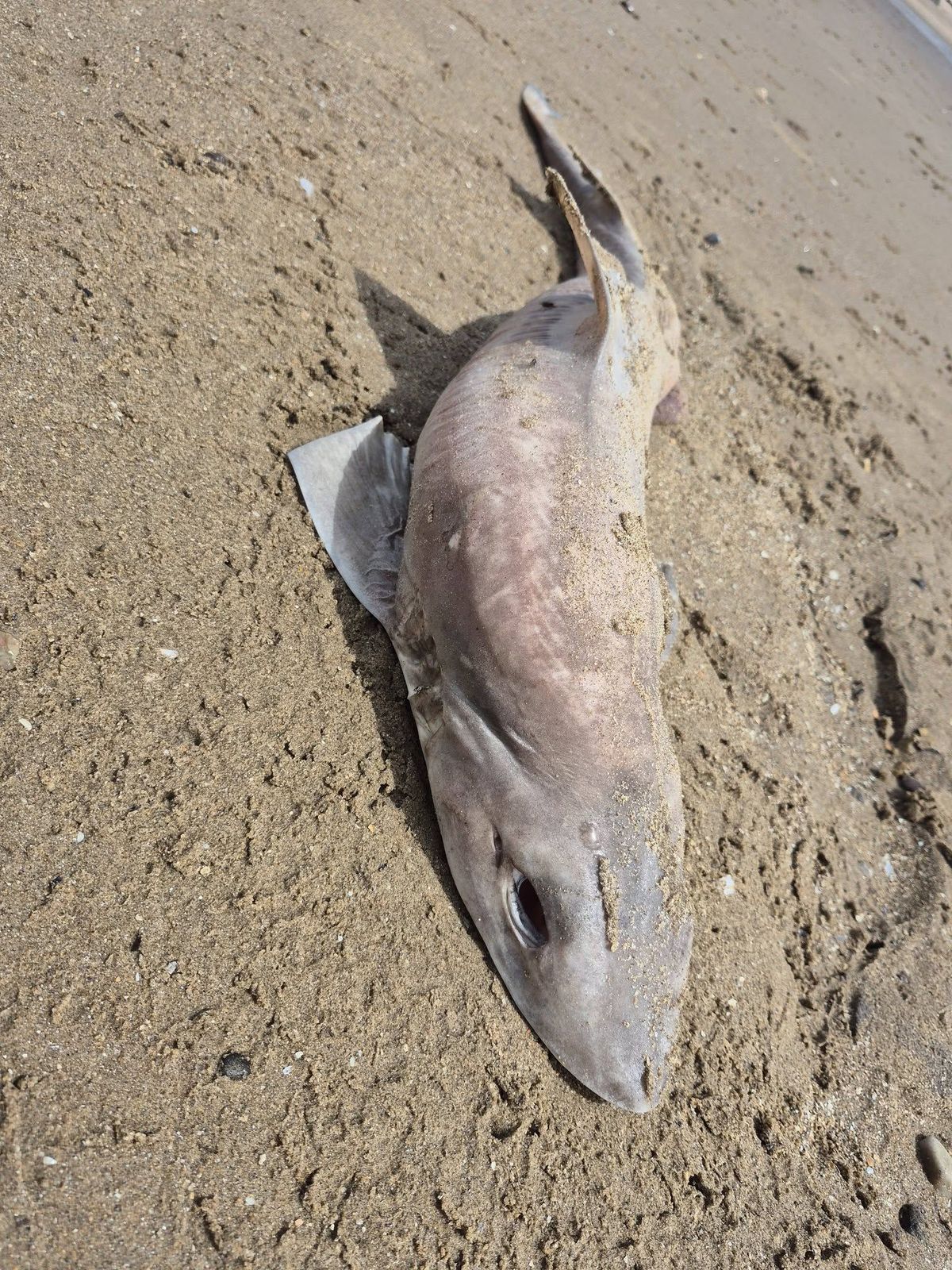 The decline in smooth-hound populations has been linked to commercial fishing