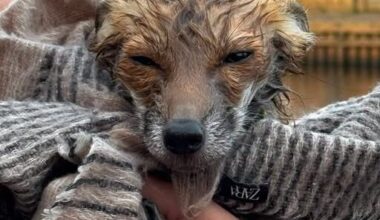 Updated: Fox cub pulled out of the river by York Rescue Boat | YorkMix
