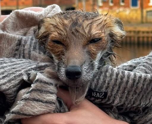 Updated: Fox cub pulled out of the river by York Rescue Boat | YorkMix