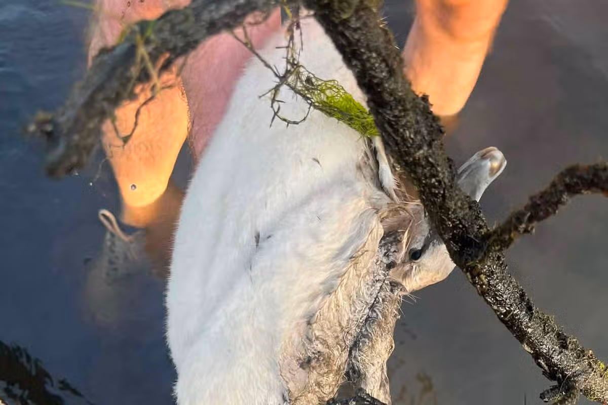 The baby swan sadly died
