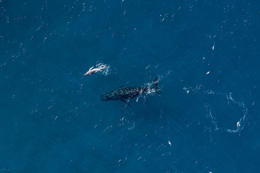 humpback whale mother swimming metres away, next to her calf