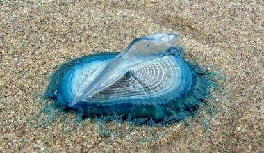 Mysterious blue sea creatures linked to venomous jellyfish wash up on UK beach