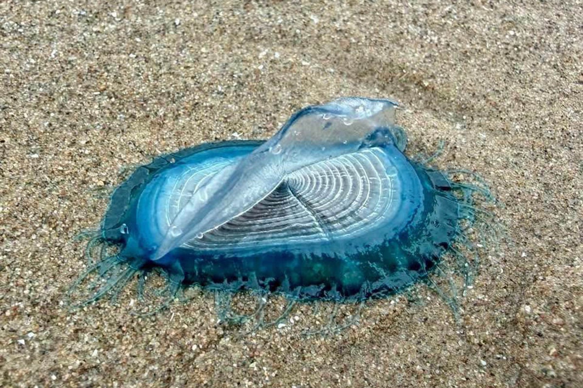 Mysterious blue sea creatures linked to venomous jellyfish wash up on UK beach