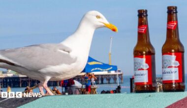 A seagull perched on a blue and red bin on which there are multiple empty bottles of alcohol.