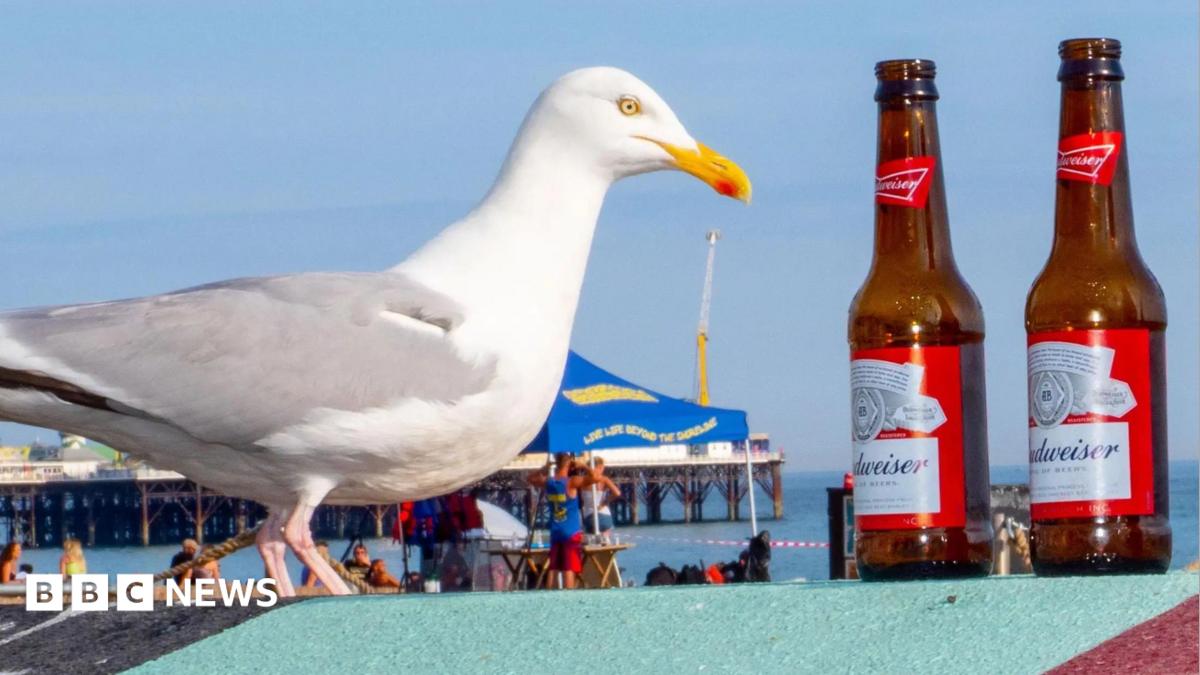 A seagull perched on a blue and red bin on which there are multiple empty bottles of alcohol.