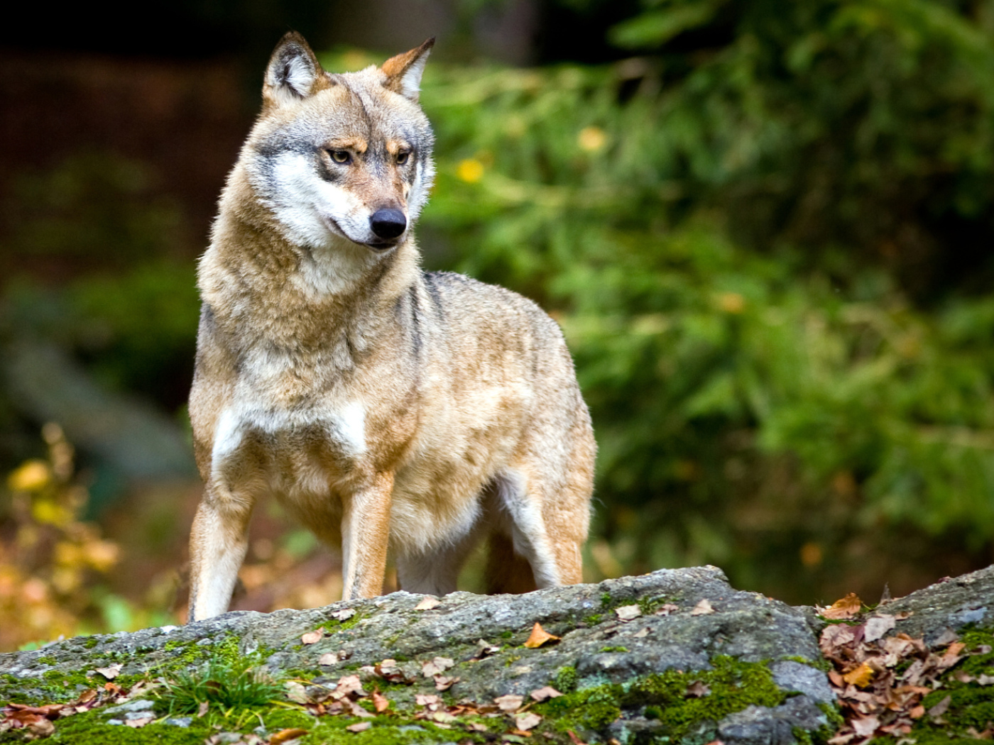 Analysing wolf urine could help protect sheep in future