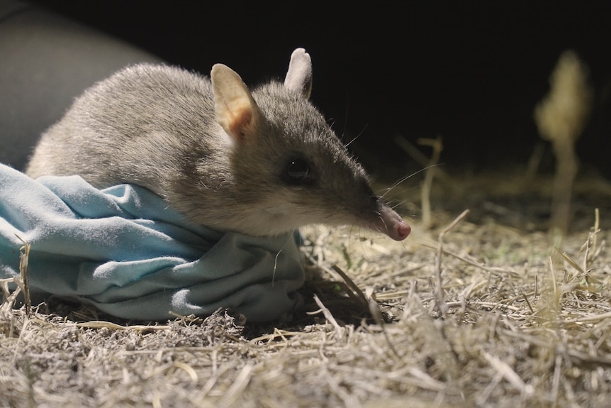A grey coloured small eastern barred bandicoot.