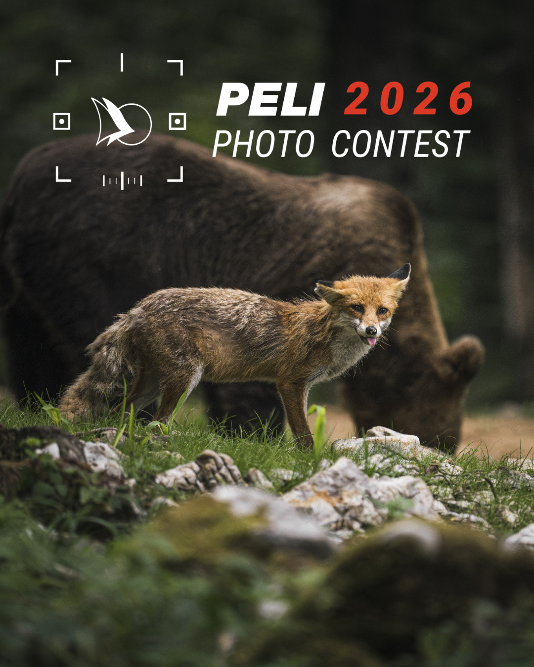 A fox stands in a forest, glancing at the camera with a curious expression, while a bear forages in the background. Text reads "PELI 2026 Photo Contest"
