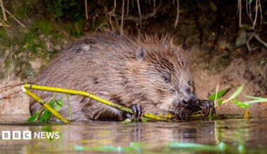 A beaver on a river bank, holding a wooden shoot in its mouth.