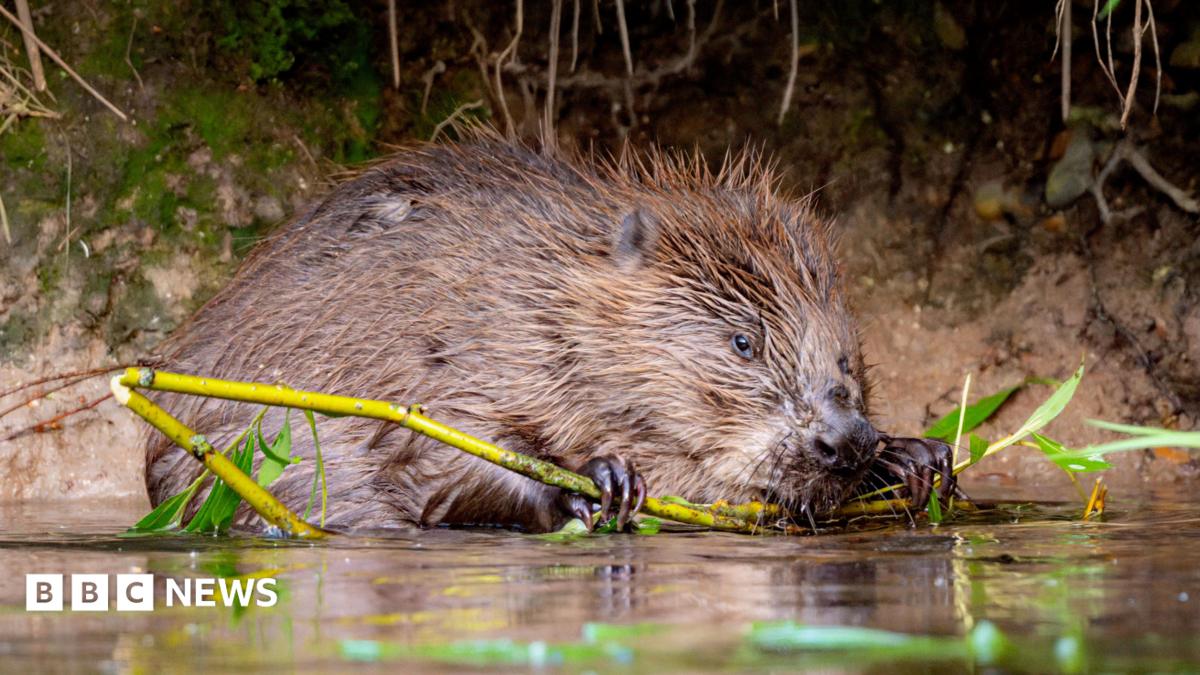 A beaver on a river bank, holding a wooden shoot in its mouth.