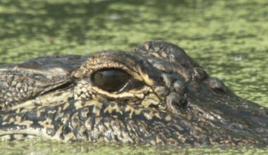 Florida alligator attack: It’s time we admitted an uncomfortable truth about gators.