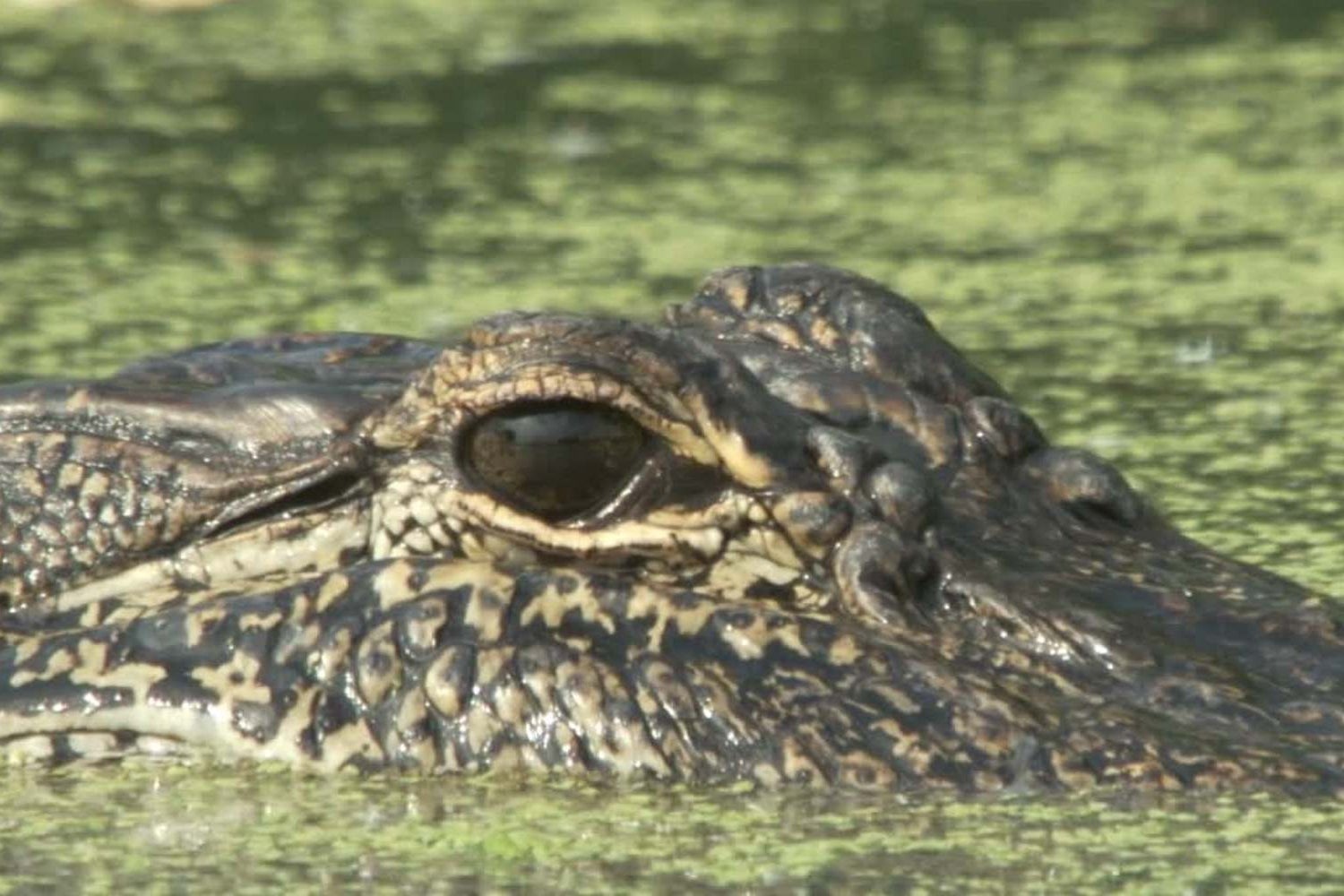 Florida alligator attack: It’s time we admitted an uncomfortable truth about gators.