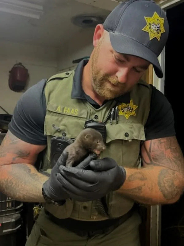 A Sonoma County animal control officer was called to a resident's home to find a lost baby American Mink. The mink was handed over to the Sonoma County Wildlife Rescue until it can be safely returned to the wild.