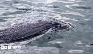 As side on view of a dolphin in Strangford Lough