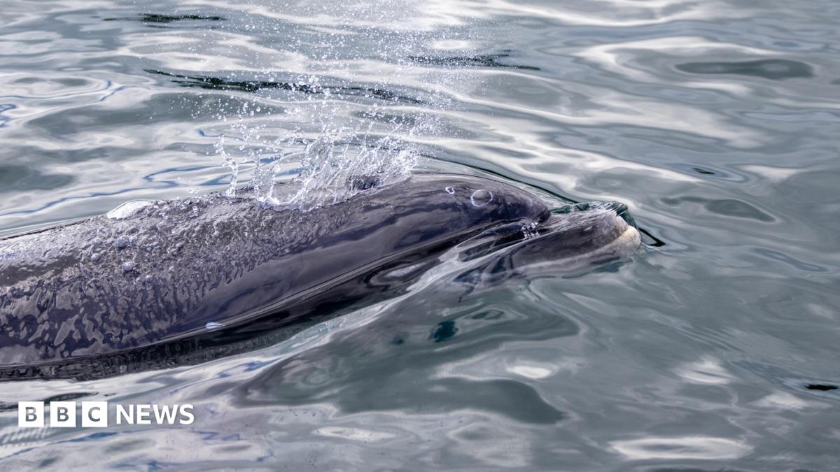 As side on view of a dolphin in Strangford Lough