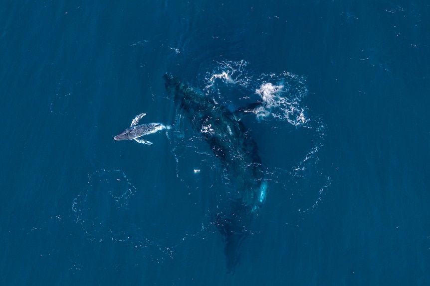 the mother humpback and her calf swimming in an anti clockwise direction around each other