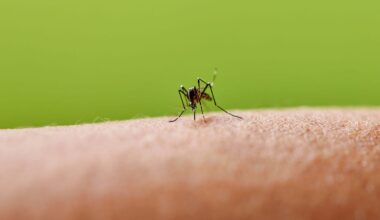 The surprising clothing mistake making you more attractive to mosquitoes and what to do instead