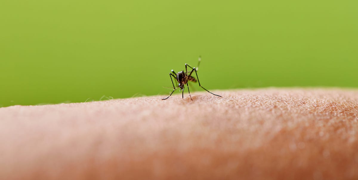 The surprising clothing mistake making you more attractive to mosquitoes and what to do instead