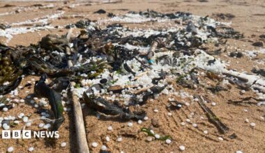 Small, white nurdles in a pile on some wet sand, mixed in with sticks, seaweed and rocks. There are similar piles around this large one, with the nurdles strewn across the sand.