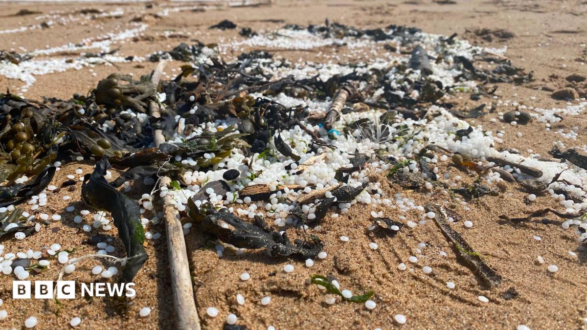 Small, white nurdles in a pile on some wet sand, mixed in with sticks, seaweed and rocks. There are similar piles around this large one, with the nurdles strewn across the sand.