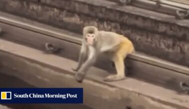 Mating season may be behind monkeying around on Hong Kong MTR tracks: expert