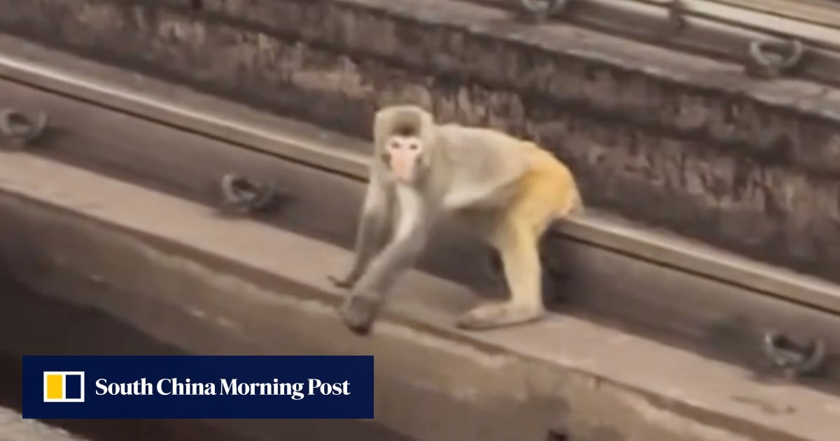 Mating season may be behind monkeying around on Hong Kong MTR tracks: expert
