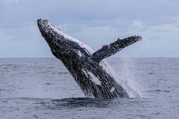 It is peak humpback season on the NSW coast, as the whales swim from Antarctica to the tropics for winter. This whale was passing through Ballina last month.