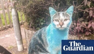 ‘Why is your cat blue?’: Wilbur, the pet who changed colour, puzzles owners | UK news