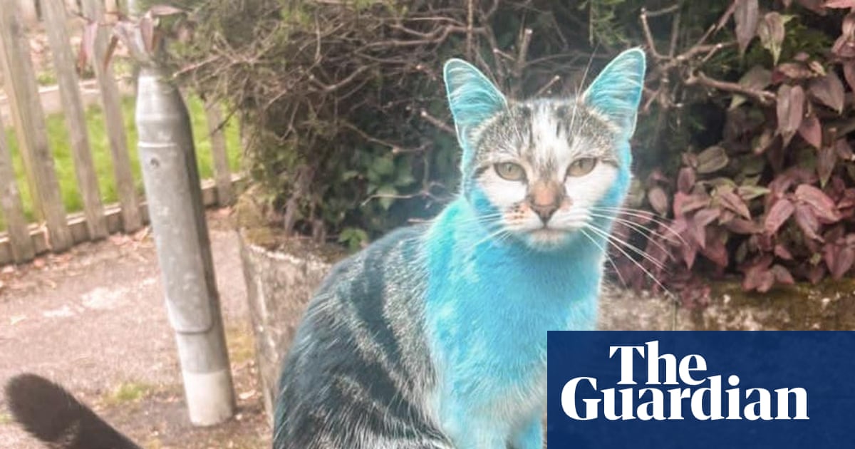 ‘Why is your cat blue?’: Wilbur, the pet who changed colour, puzzles owners | UK news