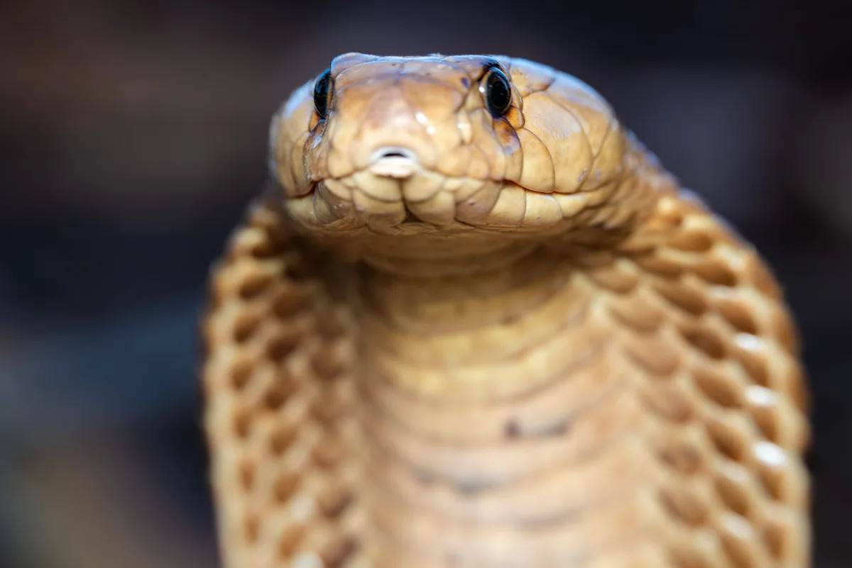 11-foot king cobra strikes back as rescuers spend 4 hours removing it from truck bumper