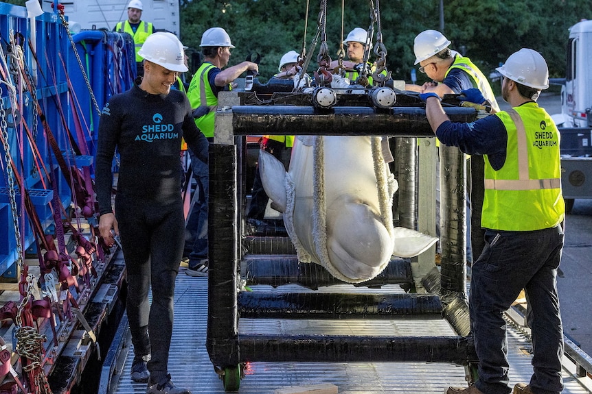 A white beluga whale in a sling being moved along rollers.