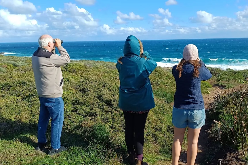 Three people stood on a coastal cliff holding binoculars to their faces as they survey the ocean.