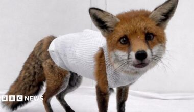 A fox cub with a large white dressing covering most of its body and around its neck. It is looking directly ahead with pricked ears and standing on a white sheet.