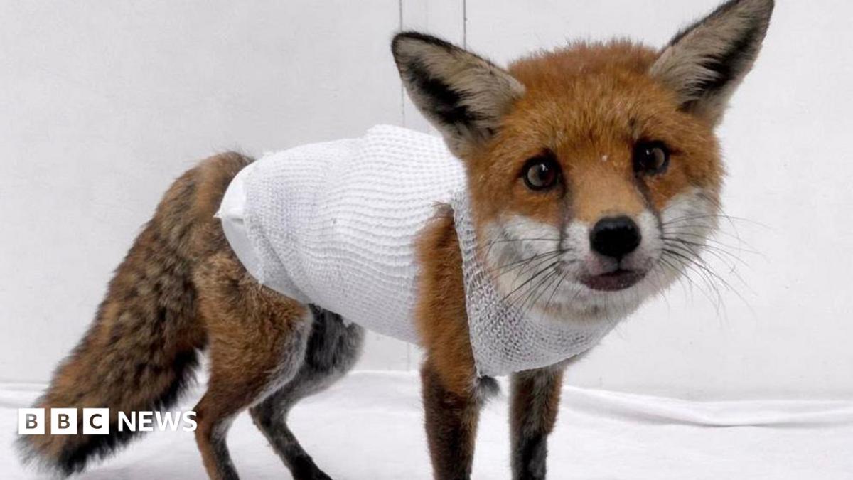 A fox cub with a large white dressing covering most of its body and around its neck. It is looking directly ahead with pricked ears and standing on a white sheet.