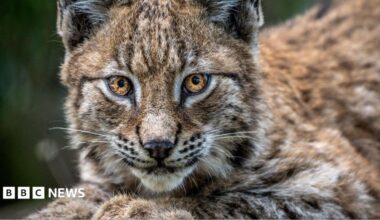 A lynx looking straight into the camera. It has bright orange eyes and brown, white and black fluffy fur. It looks to be lying down with its paws in front of it.