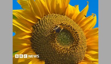 A close-up view of a large yellow sunflower fills the frame. A bumblebee is collecting pollen from the flower's centre, surrounded by vivid yellow petals against a clear blue sky.