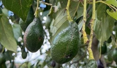 Discovery of New Avocado Types Could Lead to More Superfood Choices and Resilience