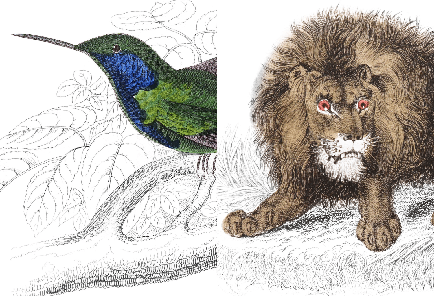 A designer just put 1,300+ restored 19th-century wildlife illustrations online for free