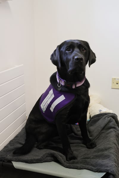 Tori at St Luke's Hospital, Rathgar